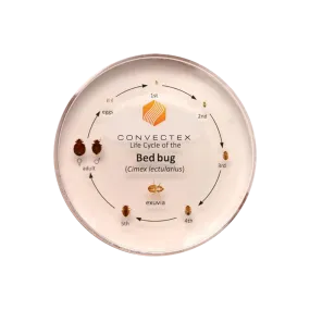 Bed Bug Life Cycle