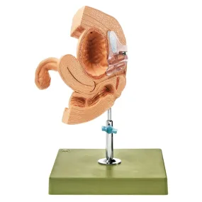 CLA Female Catheterization Model