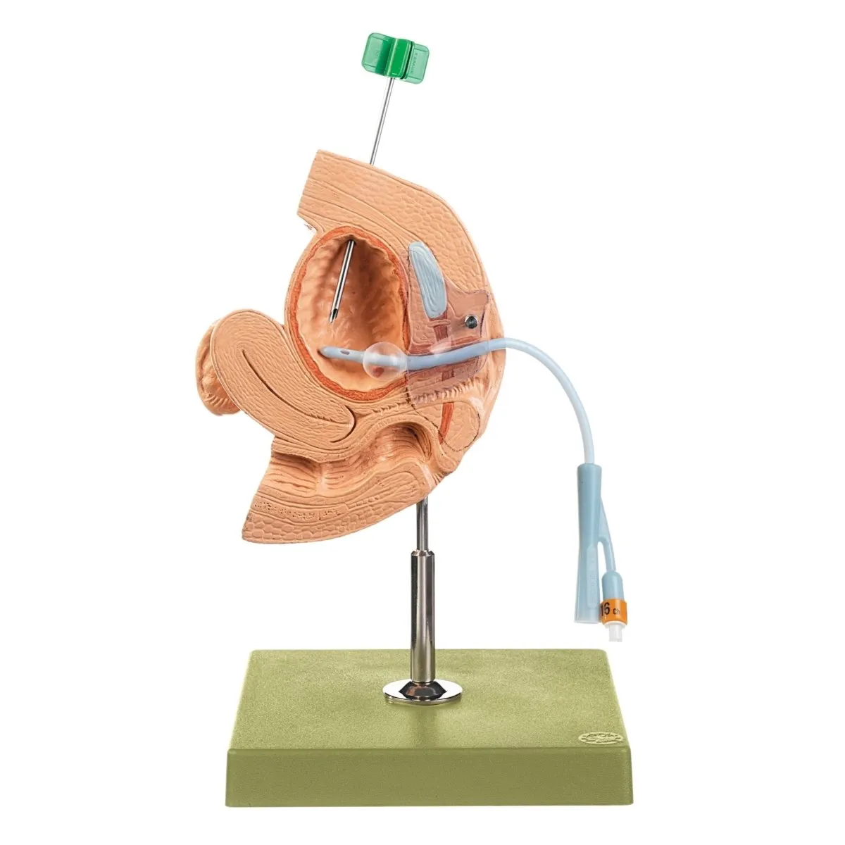 CLA Female Catheterization Model