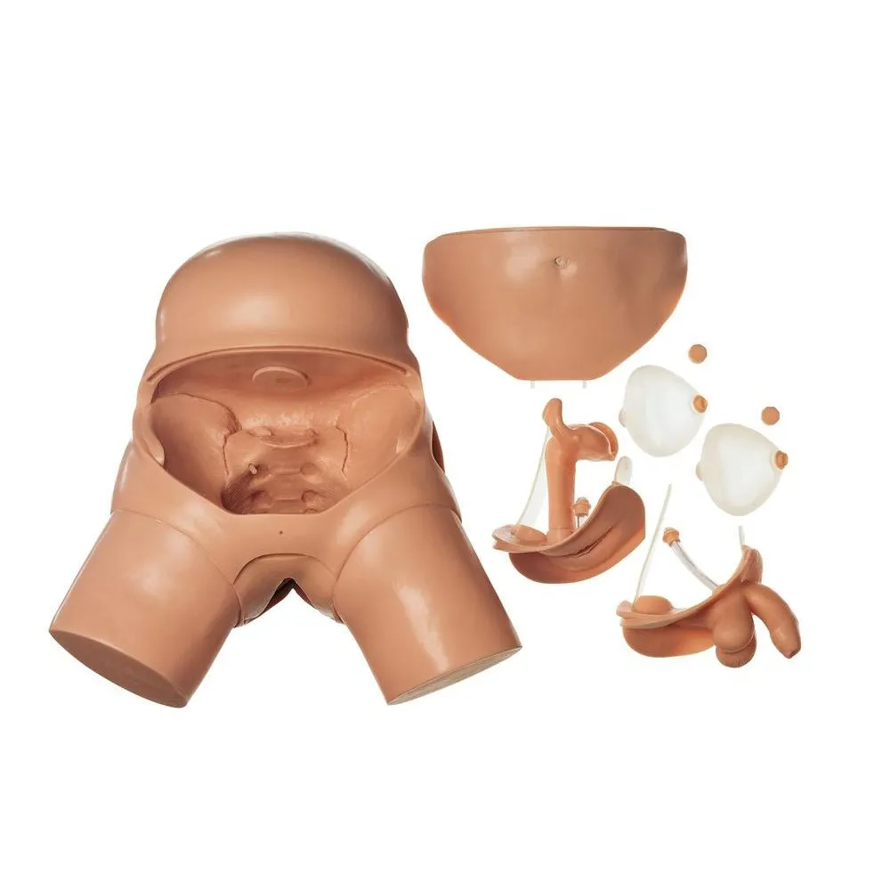 CLA Male and Female Catheterization Model
