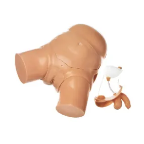 CLA Male and Female Catheterization Model