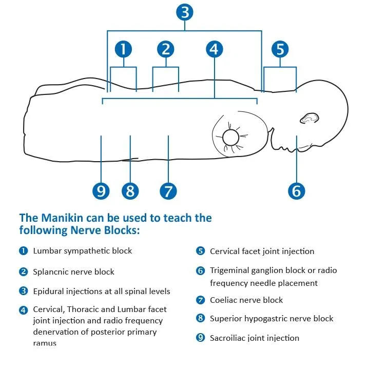 Pain Relief and Nerve Block Manikin